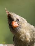 Northern Cardinal